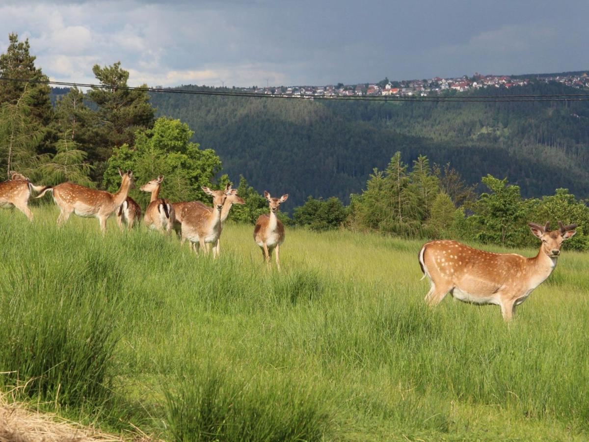 Ferienhof Kienbronnerhof Schiltach Zewnętrze zdjęcie